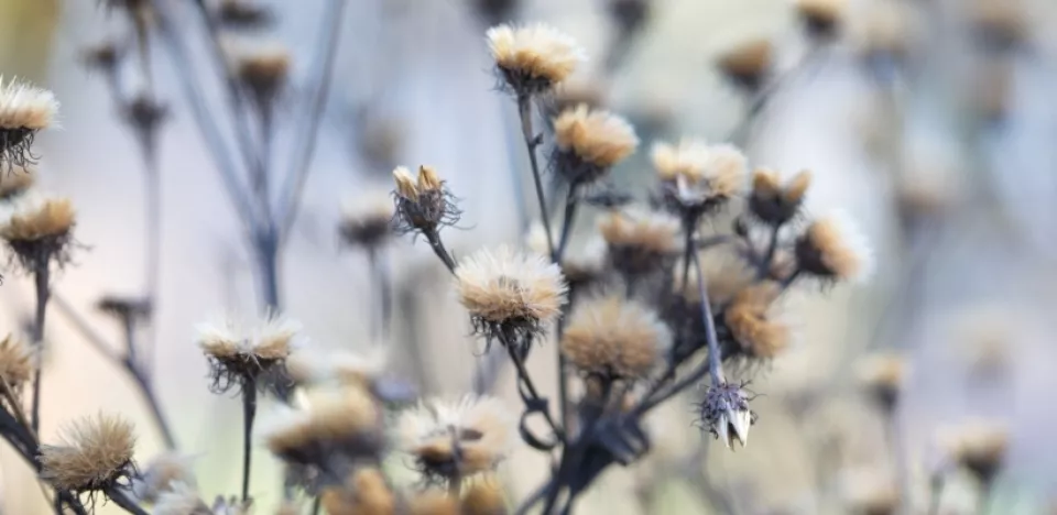 Afbeelding De beste planten met mooie wintersilhouetten