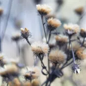 De beste planten met mooie wintersilhouetten