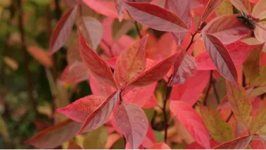 Herfstkleur in de tuin met deze 7 planten