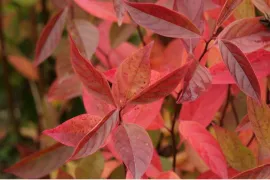 Met deze 7 planten haal je de mooiste herfstkleur in je tuin