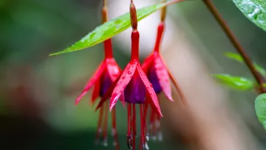 De comeback van de fuchsia: 7 winterharde soorten die lang bloeien