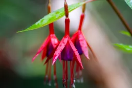 De comeback van de fuchsia: 7 winterharde soorten die lang bloeien