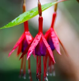De comeback van de fuchsia: 7 winterharde soorten die lang bloeien
