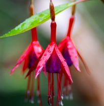 De comeback van de fuchsia: 7 winterharde soorten die lang bloeien