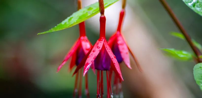 De comeback van de fuchsia: 7 winterharde soorten die lang bloeien