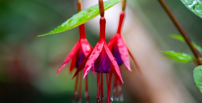 De comeback van de fuchsia: 7 winterharde soorten die lang bloeien