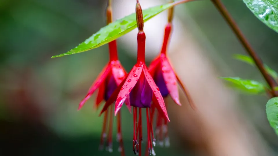 Afbeelding De comeback van de fuchsia: 7 winterharde soorten die lang bloeien