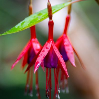 De comeback van de fuchsia: 7 winterharde soorten die lang bloeien
