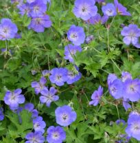 De beste langbloeiende geraniums voor border en pot