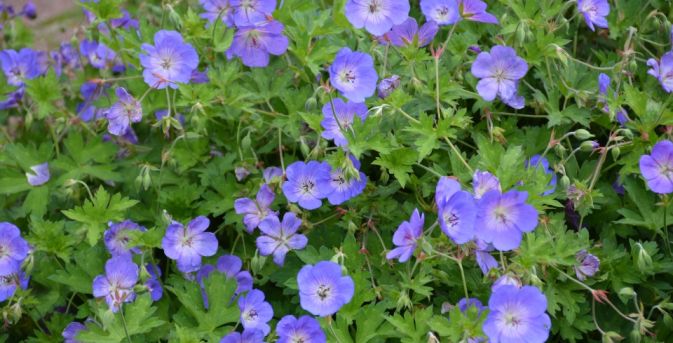De beste langbloeiende geraniums voor border en pot