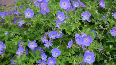 De beste langbloeiende geraniums voor border en pot