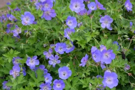 De beste langbloeiende geraniums voor border en pot