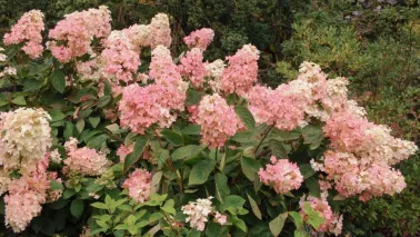De pluimhortensia: 7 betrouwbare soorten voor elke tuin