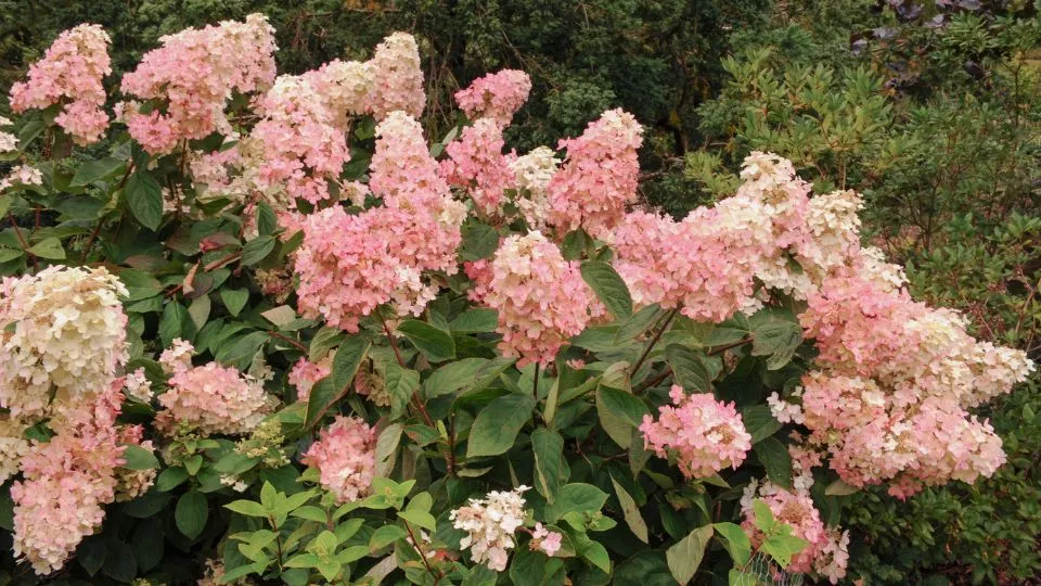 Afbeelding De pluimhortensia: 7 betrouwbare soorten voor elke tuin