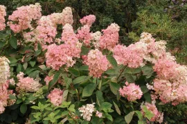 De pluimhortensia: 7 betrouwbare soorten voor elke tuin