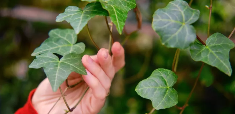 De beste klimopsoorten voor een duurzame tuin