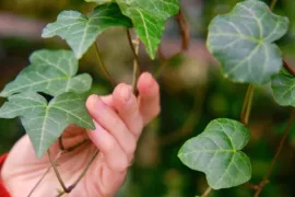 De beste klimopsoorten voor een duurzame tuin