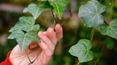 De beste klimopsoorten voor een duurzame tuin