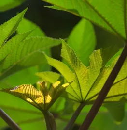 De beste winterharde jungleplanten voor je tuin