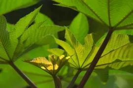 De beste winterharde jungleplanten voor je tuin