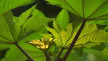 De beste winterharde jungleplanten voor je tuin