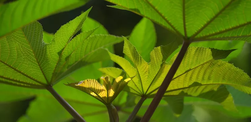 De beste winterharde jungleplanten voor je tuin