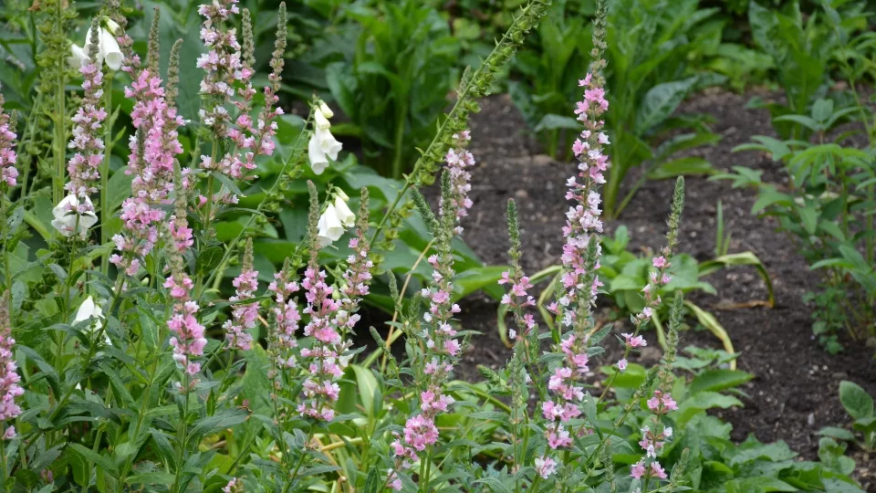 Afbeelding Bikkels voor een wadi: 7 sterke planten die alles aankunnen