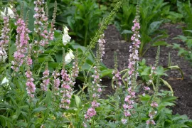 Bikkels voor een wadi: 7 sterke planten die alles aankunnen