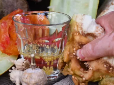 Groentezaden oogsten (met video)