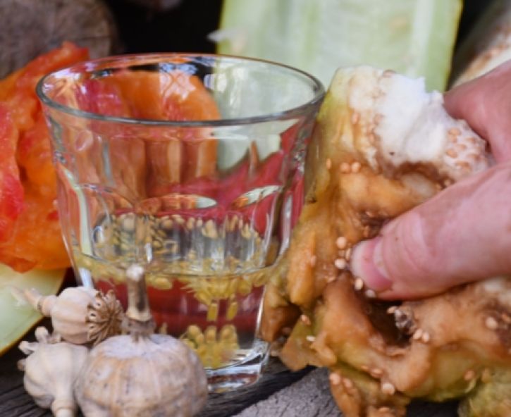 Groentezaden oogsten (met video)