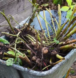 Moestuin in november: voorbereidingen voor de winter