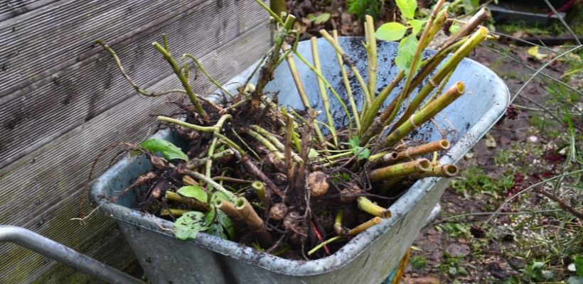 Moestuin in november: voorbereidingen voor de winter