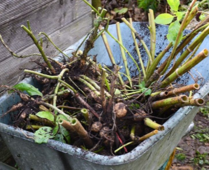 Moestuin in november: voorbereidingen voor de winter