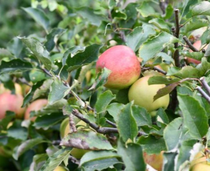 Moestuin in oktober: oogsten, snoeien en opruimen