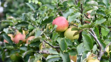 Moestuin in oktober: oogsten, snoeien en opruimen