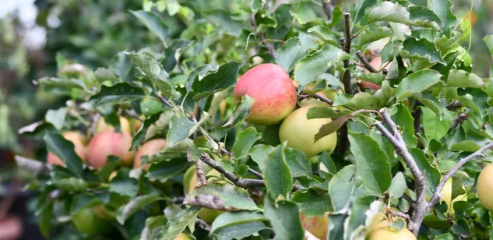 Afbeelding Moestuin in oktober: oogsten, snoeien en opruimen