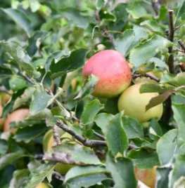 Moestuin in oktober: oogsten, snoeien en opruimen