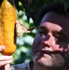 Moestuin in september: oogsten, plukken en stekken