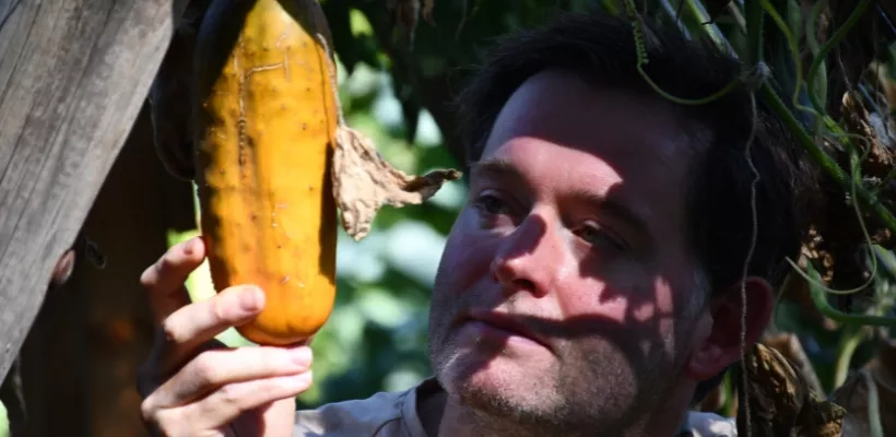 Moestuin in september: oogsten, plukken en stekken