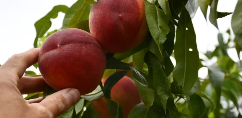 Steenvruchten snoeien in de zomer (met video)