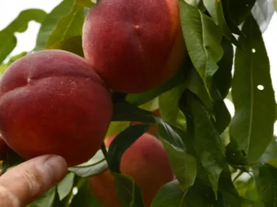 Steenvruchten snoeien in de zomer (met video)