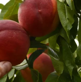 Steenvruchten snoeien in de zomer (met video)