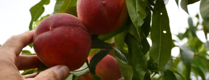 Steenvruchten snoeien in de zomer (met video)