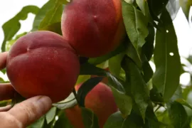 Steenvruchten snoeien in de zomer (met video)