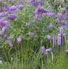 10 rijkbloeiende struiken voor structuur in je tuin