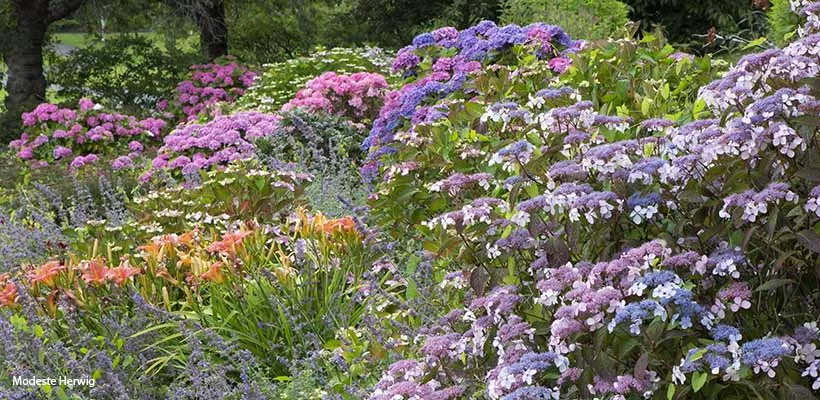 10 heerlijke hortensia’s