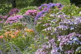 10 heerlijke hortensia’s