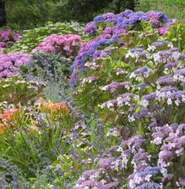 10 heerlijke hortensia’s