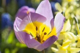 De 10 meest gestelde vragen over bloembollen