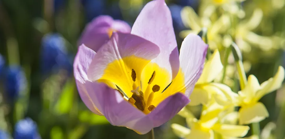 Afbeelding De 10 meest gestelde vragen over bloembollen